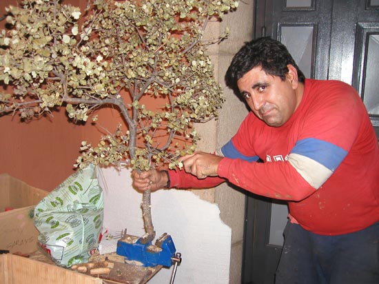 041219 11 un gran arbol va a ser colocado
