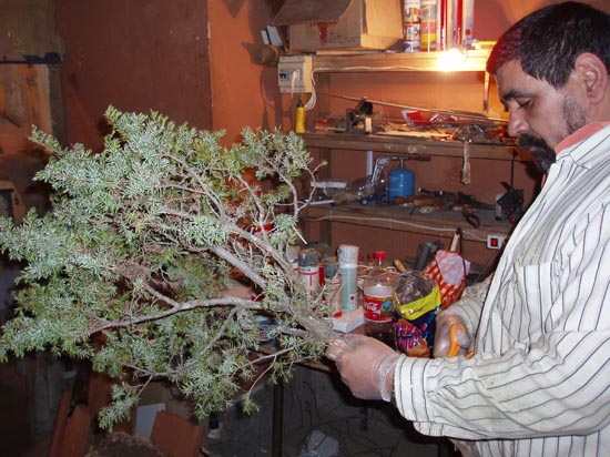 051216 05 Preparando un gran arbol