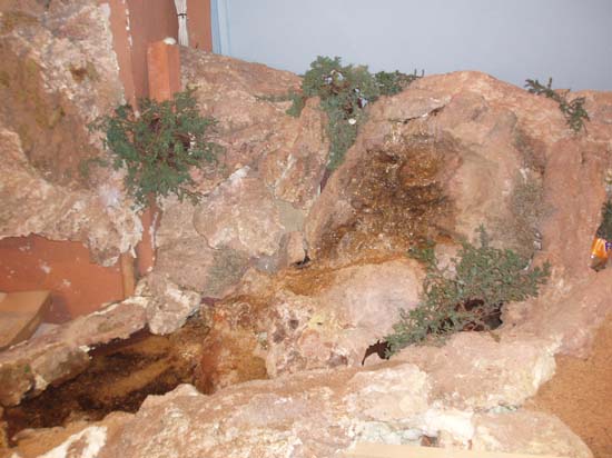 071124 49 Detalle plantas alrededor de la cascada