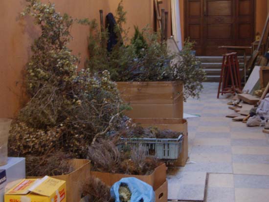 071222 133 plantas sobrantes