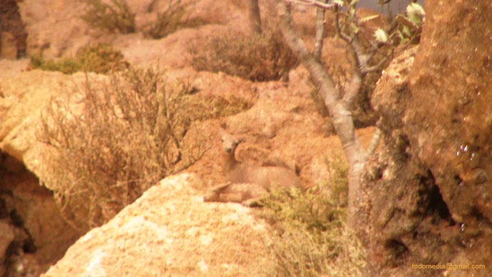 091206 15 El bambi ubicado