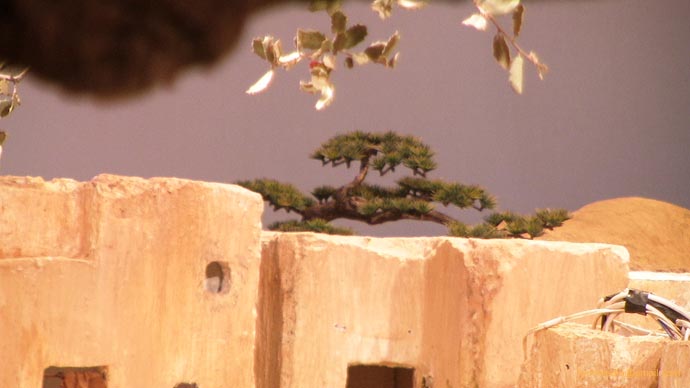 091213 11 Un extrano bonsai en el pueblo