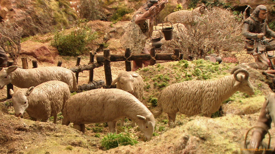 2013_D Ovejas 5 corralito