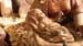 2013_D Portal 15 Nino
